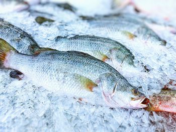 High angle view of fish for sale in market