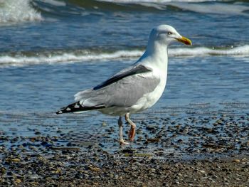 Close-up of seagull flying over lake