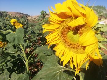 sunflower