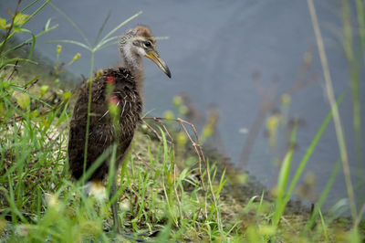 View of a bird on grass