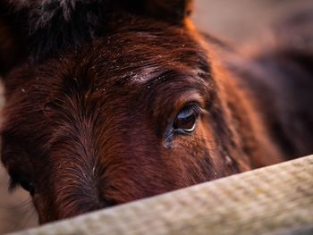 Close-up portrait of horse