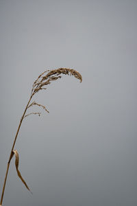 Low angle view of dry plant against clear sky