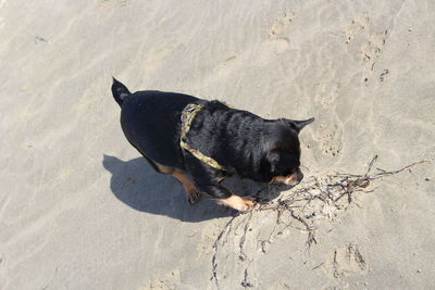 High angle view of a dog on sand
