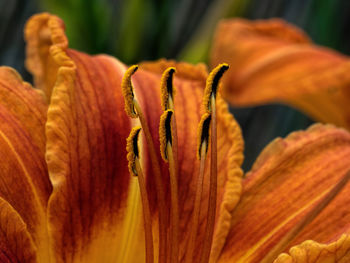 Close-up of orange flowering plant