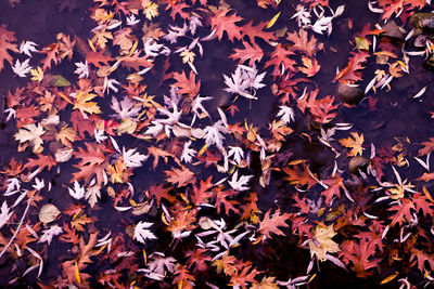 High angle view of maple leaves fallen in autumn