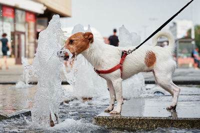 Dog drinks water from fountain in hot summer day