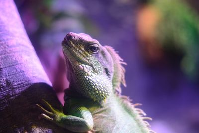 Close-up of iguana on tree