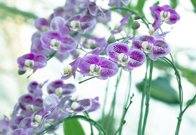 Close-up of purple lavender flowers