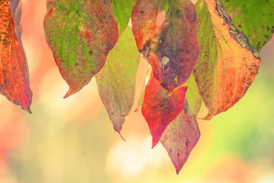 Close-up of maple leaves on tree against sky