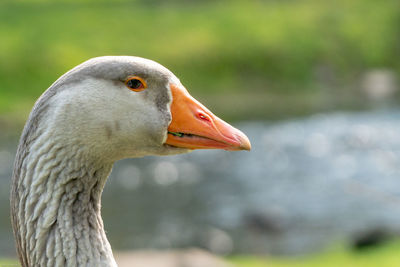 Close-up of greylag goose