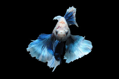 Close-up of bird flying over black background