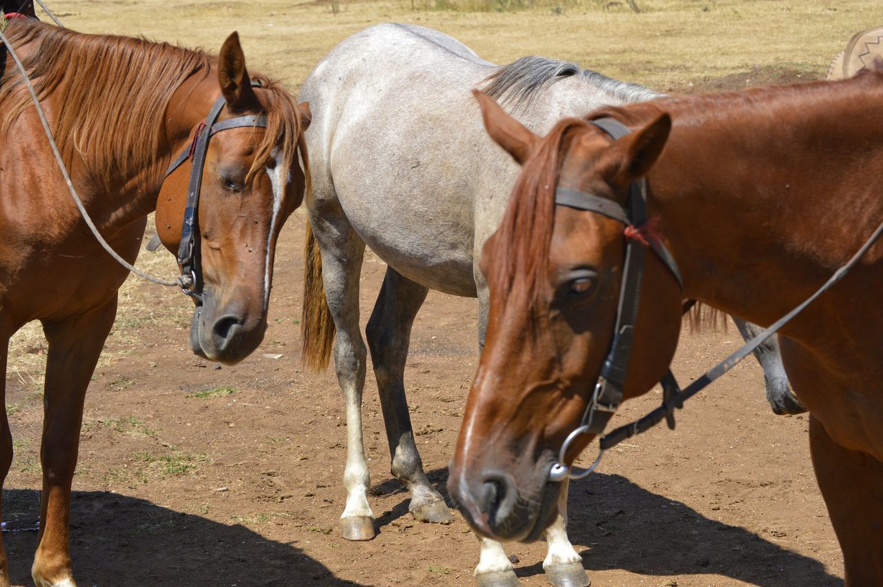 horse, domestic animals, animal themes, mammal, livestock, day, outdoors, no people, nature