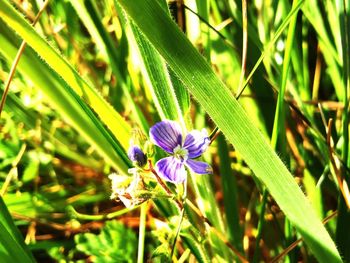 Close-up of purple flowering plant