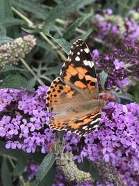 Butterfly on purple flower