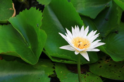 Close-up of lotus water lily in pond