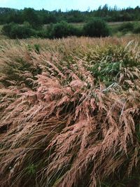 Scenic view of wheat field against sky