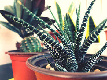 Close-up of succulent plant