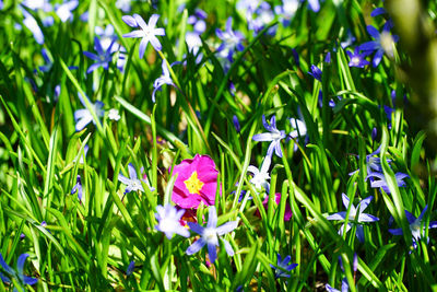 Close-up of purple flowering plants on field