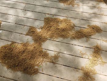 High angle view of wet dry plants on tiled floor