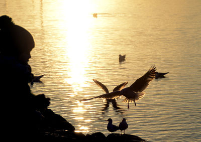 Silhouette birds flying over lake during sunset