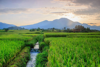 Beautiful views of rice fields with verdant rice in bengkulu, indonesia