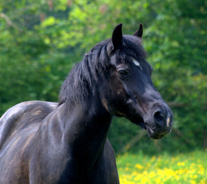 Close-up of a horse on field