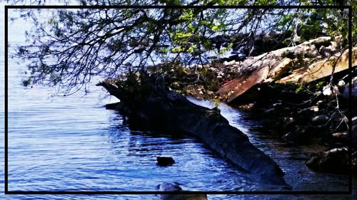 Reflection of trees in water