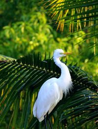 Close-up of bird on tree