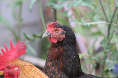 Close-up of a bird