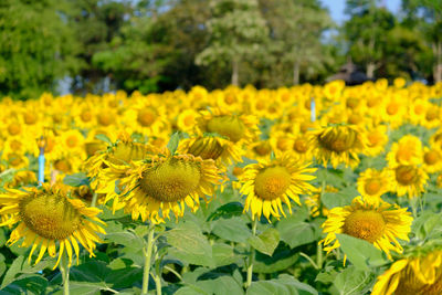 Close-up of sunflowers on field