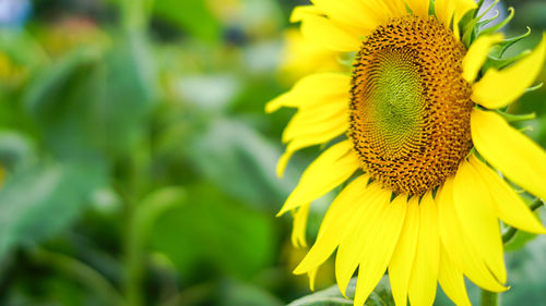 Close-up of yellow flowering plant