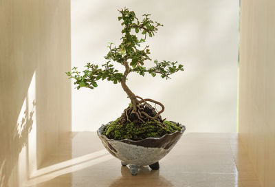 Close-up of potted plant on table