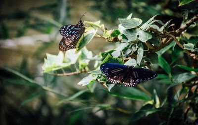 Close-up of butterfly pollinating on flower