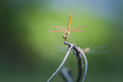 Close-up of dragonfly on plant