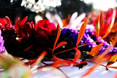 Close-up of red flowers blooming outdoors