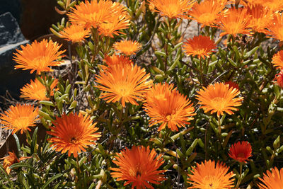 High angle view of orange flowering plants