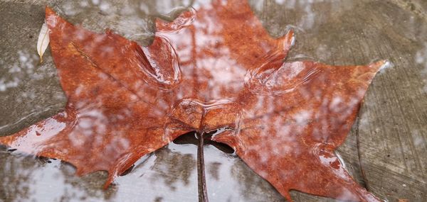 Close-up of wet dry leaves