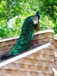 Close-up of bird perching on tree