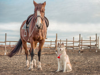 Horses on field