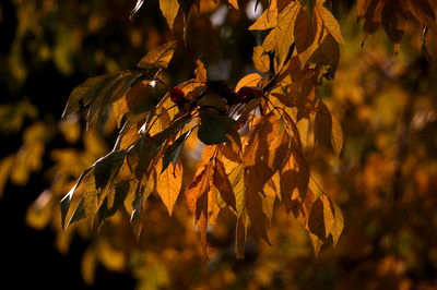 Close-up of dry leaves on tree during autumn