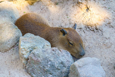 High angle view of lizard on rock