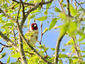 Low angle view of bird perching on branch