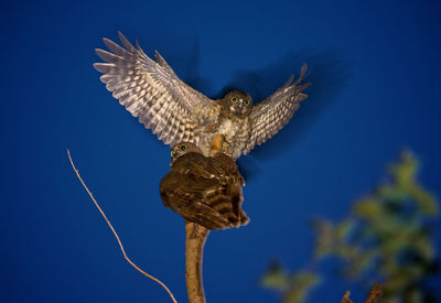 Low angle view of hawk owls perching on branch at night
