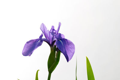 Close-up of iris blooming against white background