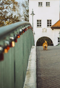 Rear view of dog on bridge