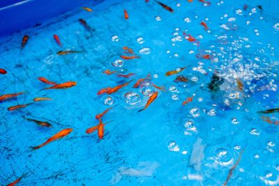 View of fish swimming in sea