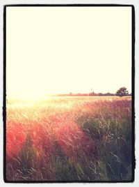 Scenic view of grassy field