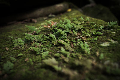 Close-up of small plant growing on land