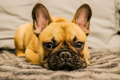 Portrait of dog lying down on bed