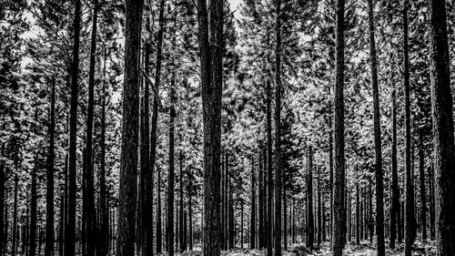 Low angle view of trees in forest